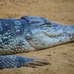 Williams alligator - coverbeeld