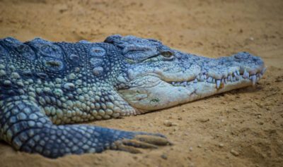 Williams alligator - coverbeeld